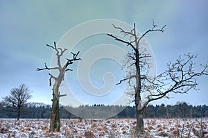 Two dead trees
