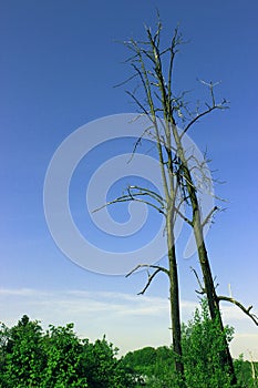 Two dead trees