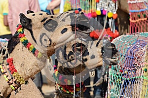 Two decorated tribal nomad camels at cattle festival,India photo