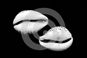 Two decorative shells isolated on black background
