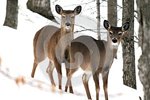 Two Deer