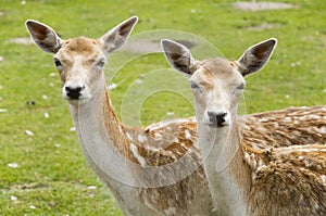 Two deer