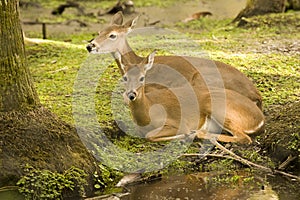 Two Deer