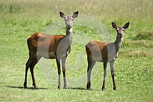 Two Deer