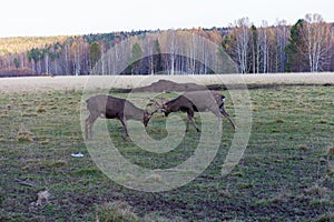 Two deer Bucks Fighting in a Field