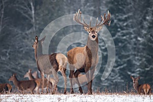 Two Deer Cervus Elaphus Against The Background Of The Winter Forest And The Silhouettes Of The Herd: Stag With Beautiful Horn