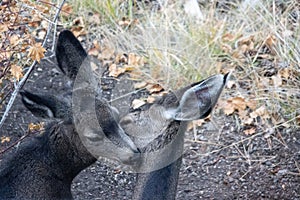 Two deer cleaning each other faces and kissing