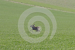 Two deer cross a grain field in spring