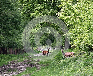 Two deer doe in forest