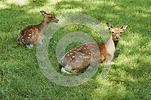 Two deer doe in an open meadow