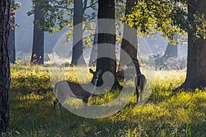 Two deer during an early morning in the forest