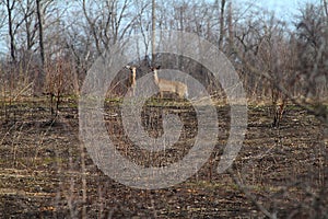 Two Deer in Early Spring Field After a Controlled Burn