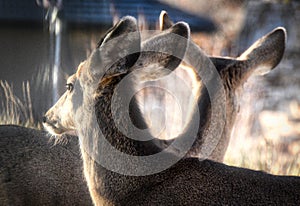 Two deer enjoying the sun - atmosphere