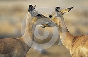 Two Deer face to face outdoors