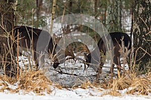 Two Deer Fight Among Winter Trees. Fighting Fallow Deer Dama Dama In The Winter. Two Deer Divide The Territory. Belarus, Vite photo