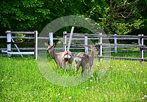 Two deer graze in the meadow. Back view.