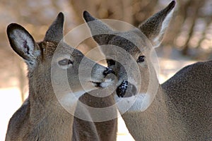 Two deer kissing