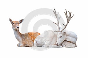 Two deer lay isolated