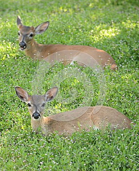 Two deer in a meadow with flowers