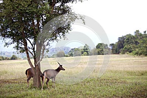 Two deer