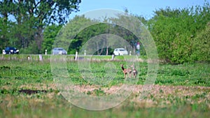 Two deer stand on a green field and in the background is a country road that is used