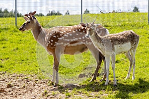 Two deer stand on the green grass