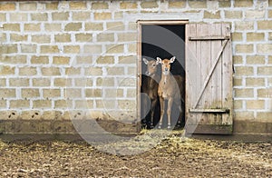 Two deer stand in the house.