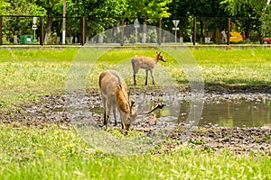 Two deer stand near pond at national zoo