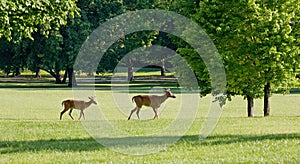 Two Deer Walking