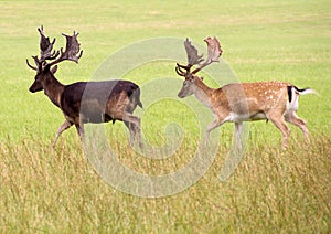 Two deer walking through grass land