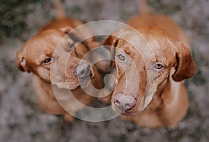 Two deerhound dogs sitting outdoor