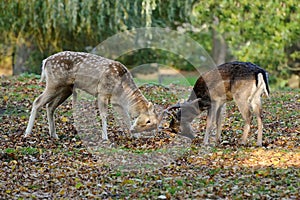 Two deers