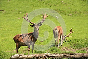 Two Deers