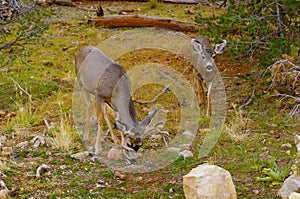 Two deers feeding in the forest