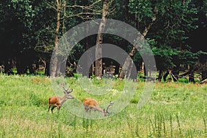 Two Deers Feeding on Grass