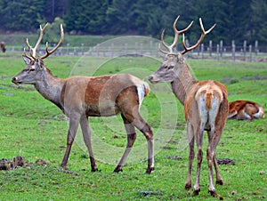 Two deers