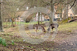 Two deers fighting in the forest area of Torup in southern Sweden