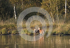 Two deers by the lake