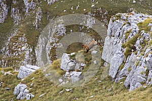 Two deers running down the hill