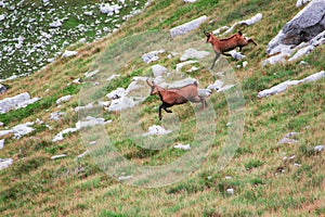 Two deers running down the hill