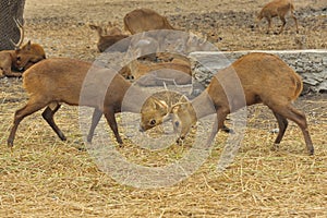 Two deers sparring in a zoo.