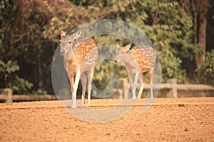 Two deers is walking