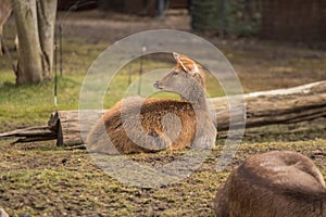 Two deers at zoo in Berlin