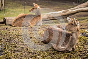 Two deers at zoo in Berlin