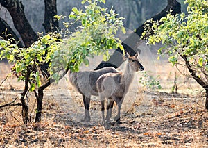 Two Defassa Waterbucks standing in the bush photo