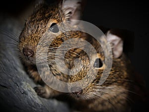 Two degus, octodon degus. Cute pets. Small rodent.
