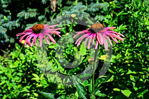 Two delicate pink echinacea flowers in soft focus in an organic herbs garden in a sunny summer day