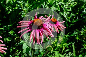 Two delicate pink echinacea flowers in soft focus in an organic herbs garden in a sunny summer day