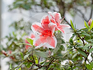 Two delicate pink and white flower-Bud of rhododendron, bloom on