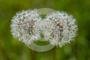 Two delicate white dandelions gone to seed